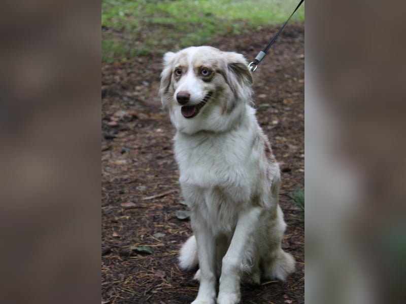 (Miniature) Australian Shepherd Welpen