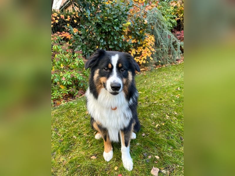 (Miniature) Australian Shepherd Welpen