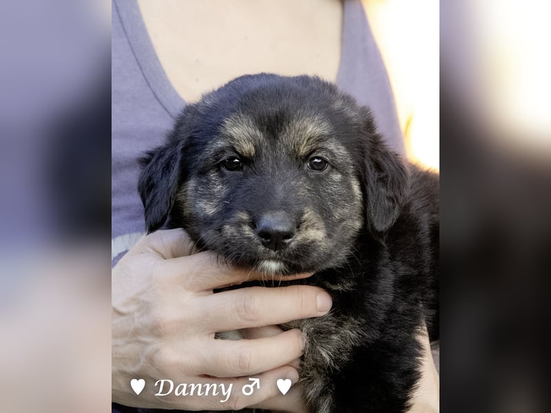 Danny,Debbie, Diddie, Donald und Devito suchen ein Zuhause