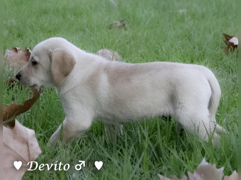Danny,Debbie, Diddie, Donald und Devito suchen ein Zuhause