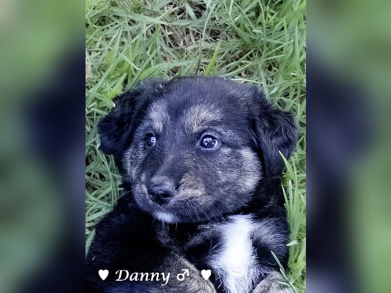 Danny,Debbie, Diddie, Donald und Devito suchen ein Zuhause
