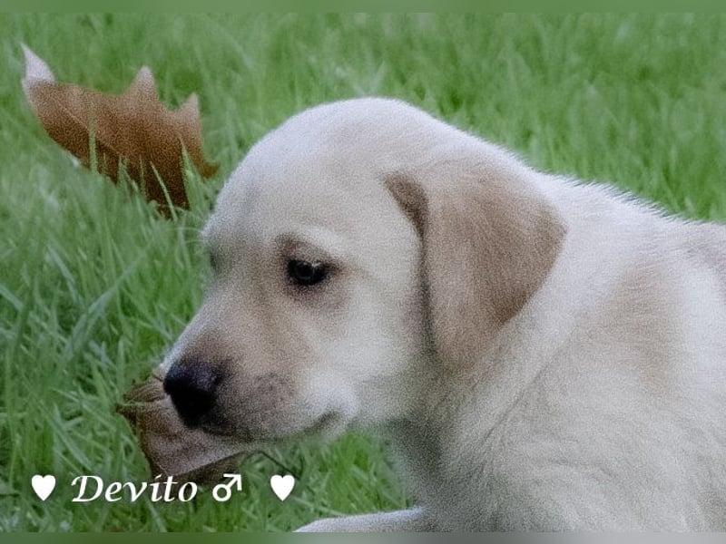 Danny,Debbie, Diddie, Donald und Devito suchen ein Zuhause