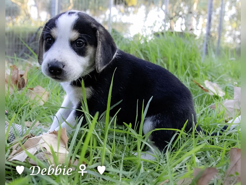 Danny,Debbie, Diddie, Donald und Devito suchen ein Zuhause