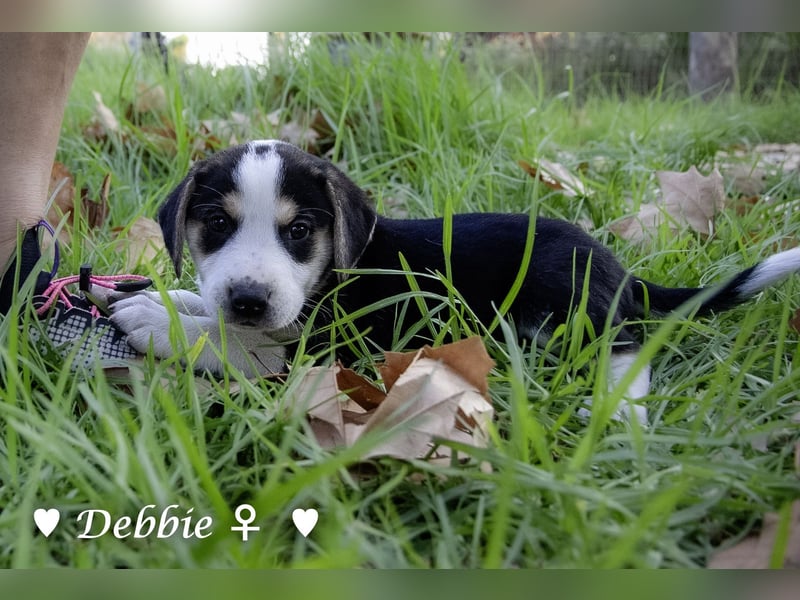 Danny,Debbie, Diddie, Donald und Devito suchen ein Zuhause