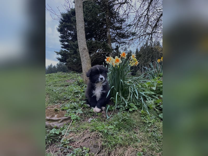Australian Shepherd Welpen