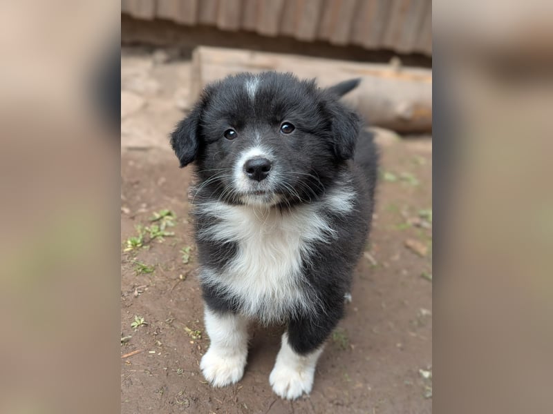 Australian Shepherd Welpen