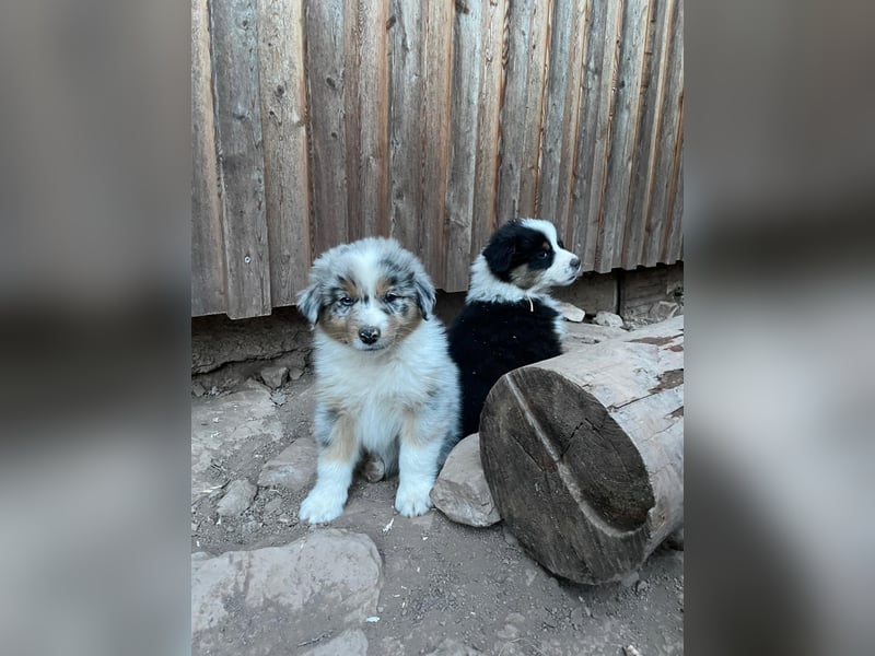 Australian Shepherd Welpen
