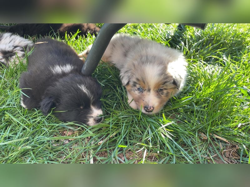 Australian Shepherd Welpen
