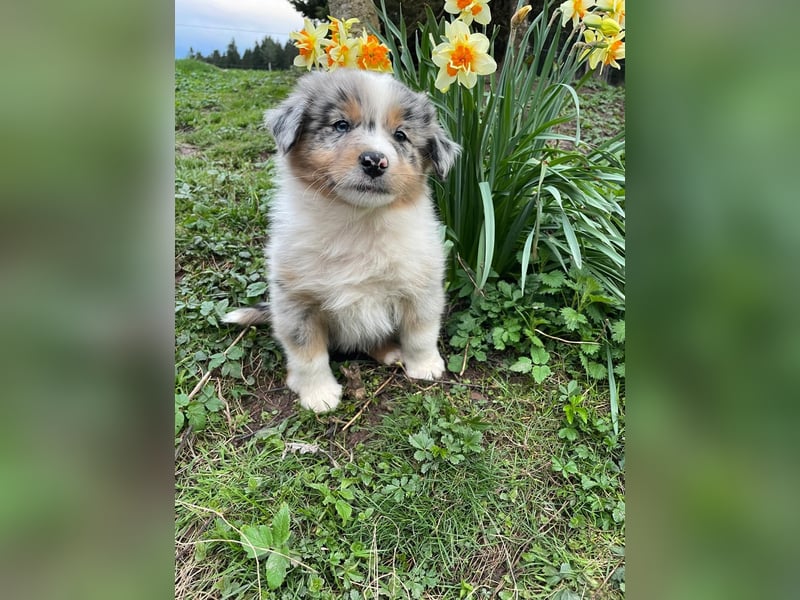 Australian Shepherd Welpen