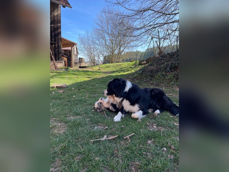 Australian Shepherd Welpen