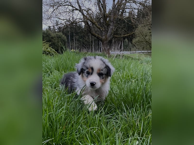 Australian Shepherd Welpen