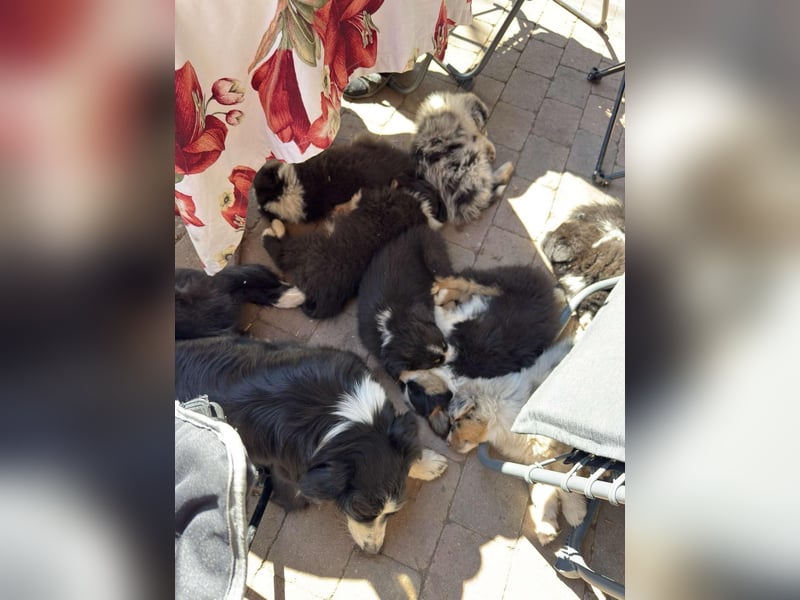 Australian Shepherd Welpen
