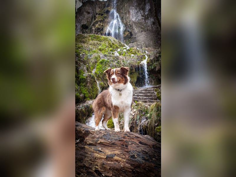 Australian Shepherd Welpen reinrassig, Wurfplanung 2025
