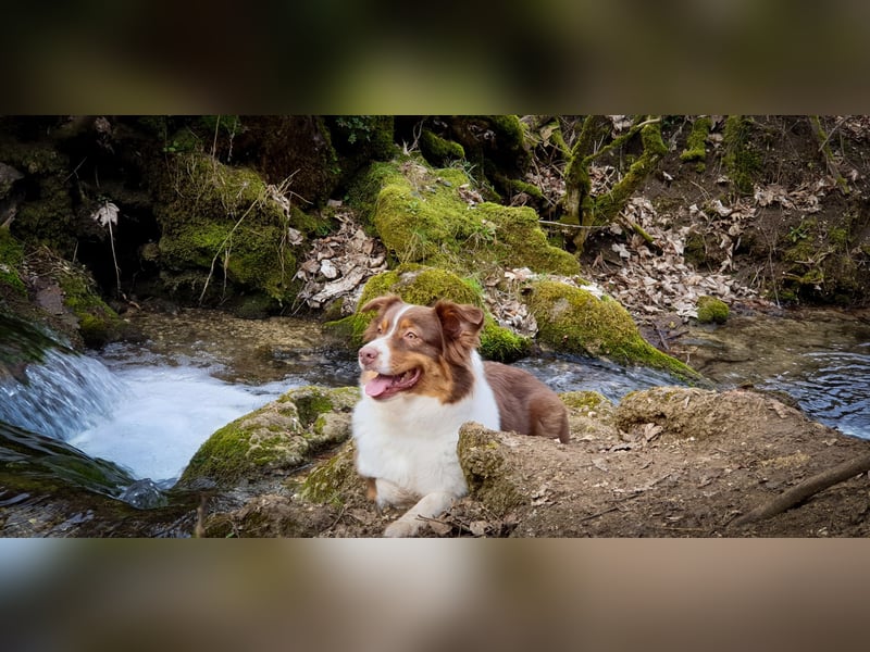 Australian Shepherd Welpen reinrassig, Wurfplanung 2025