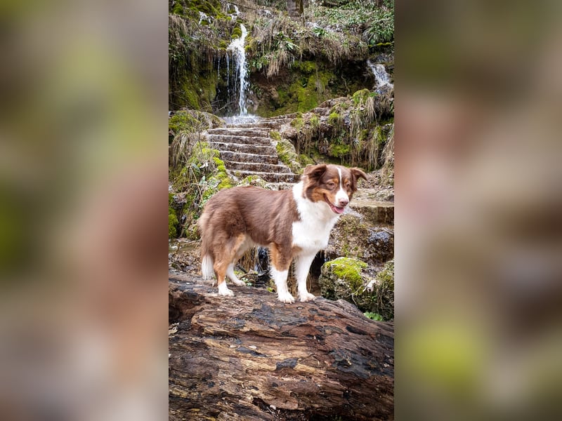 Australian Shepherd Welpen reinrassig, Wurfplanung 2025