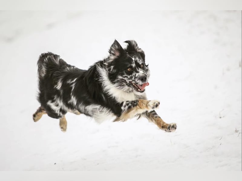 Australian Shepherd Welpen reinrassig, Wurfplanung 2025