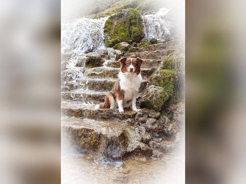 Australian Shepherd Welpen reinrassig, Wurfplanung 2025