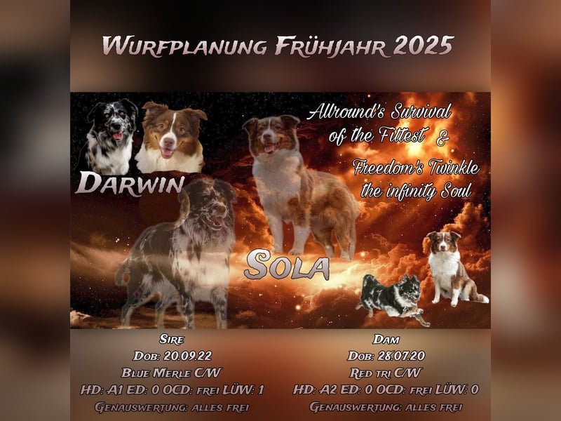 Australian Shepherd Welpen reinrassig, Wurfplanung 2025