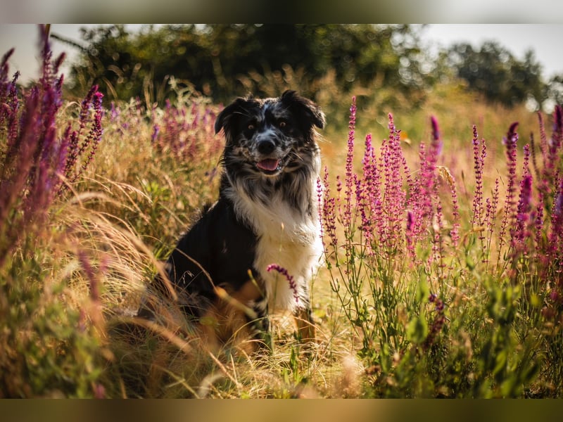 Australian Shepherd Welpen reinrassig, Wurfplanung 2025