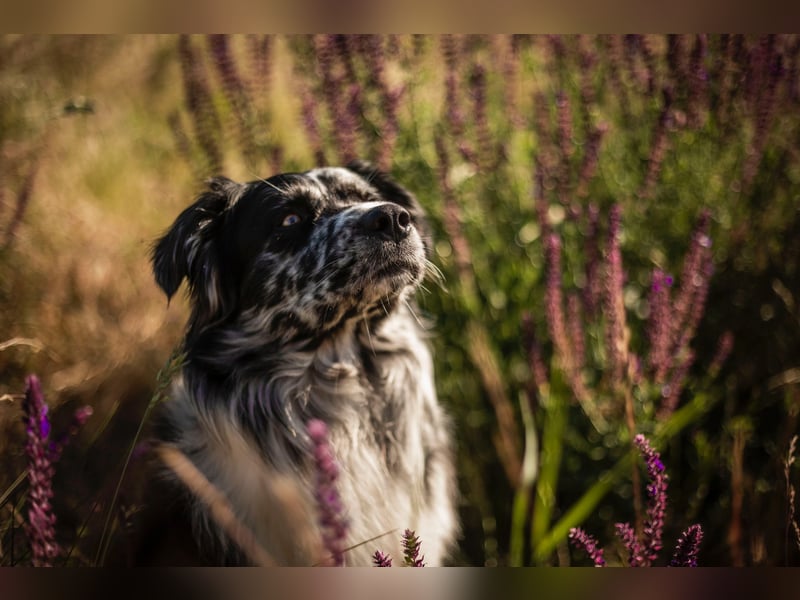 Australian Shepherd Welpen reinrassig, Wurfplanung 2025