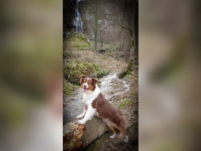 Australian Shepherd Welpen reinrassig, Wurfplanung 2025