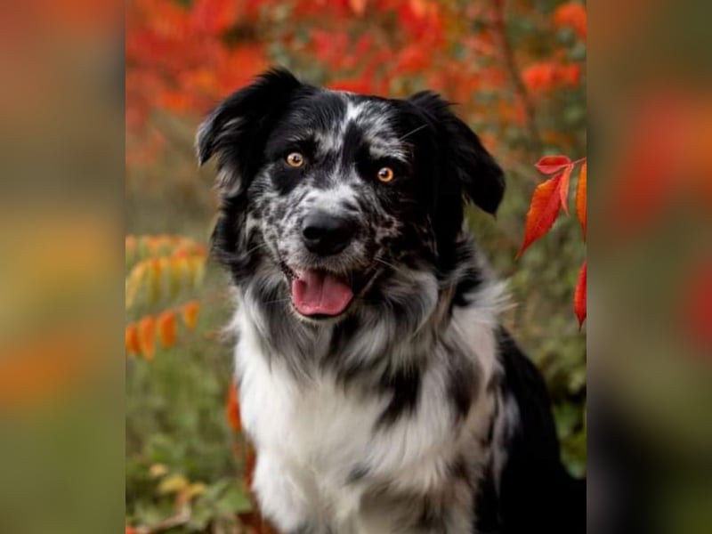 Australian Shepherd Welpen reinrassig, Wurfplanung 2025