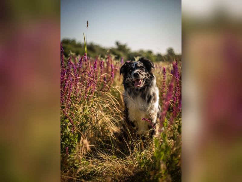 Australian Shepherd Welpen reinrassig, Wurfplanung 2025