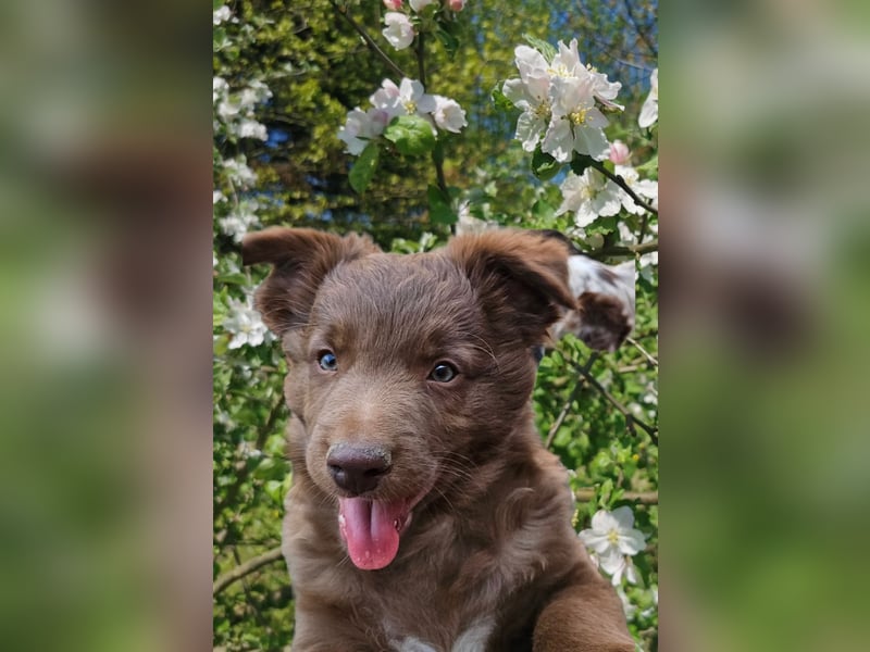 Australian Shepherd Welpen