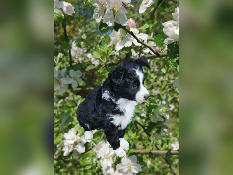 Australian Shepherd Welpen