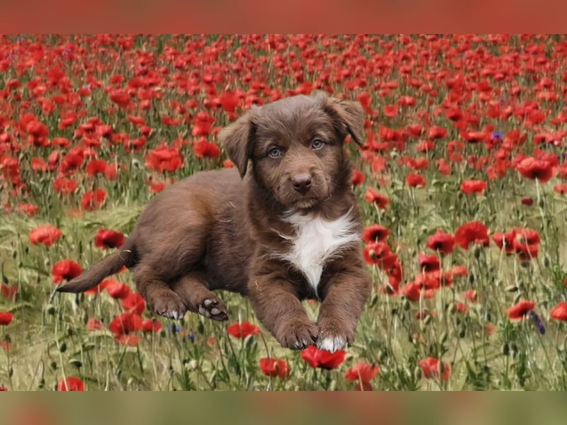Australian Shepherd Welpen