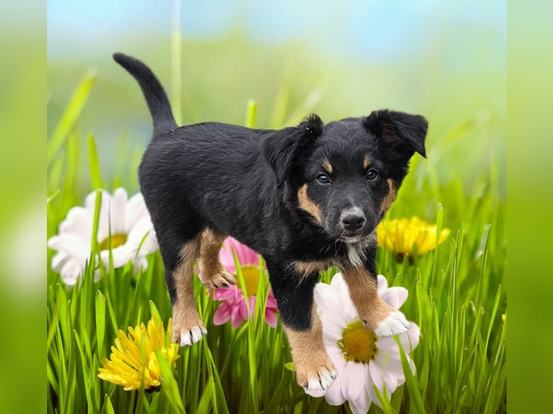 Australian Shepherd Welpen