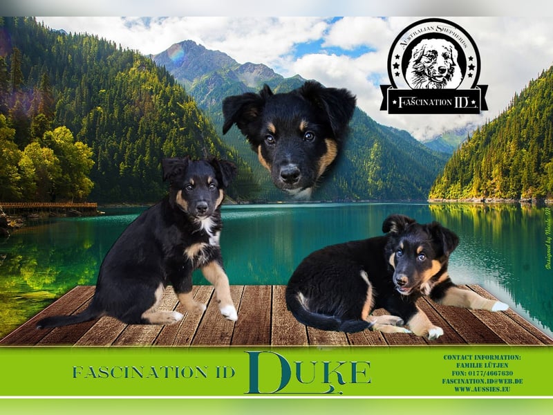 Australian Shepherd Welpen