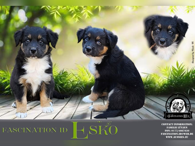 Australian Shepherd Welpen