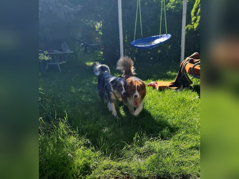 Australian Shepherd Welpen Wurfankündigung
