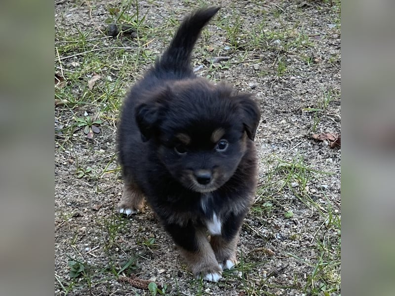 Miniature Australian Shepherd Welpen (Mini Aussie)