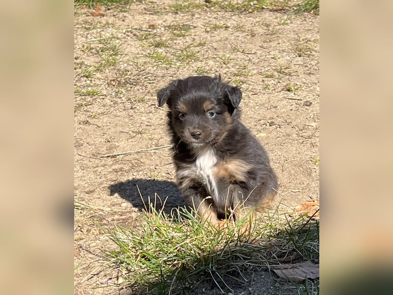 Miniature Australian Shepherd Welpen (Mini Aussie)