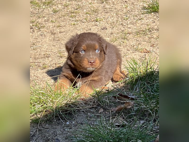 Miniature Australian Shepherd Welpen (Mini Aussie)