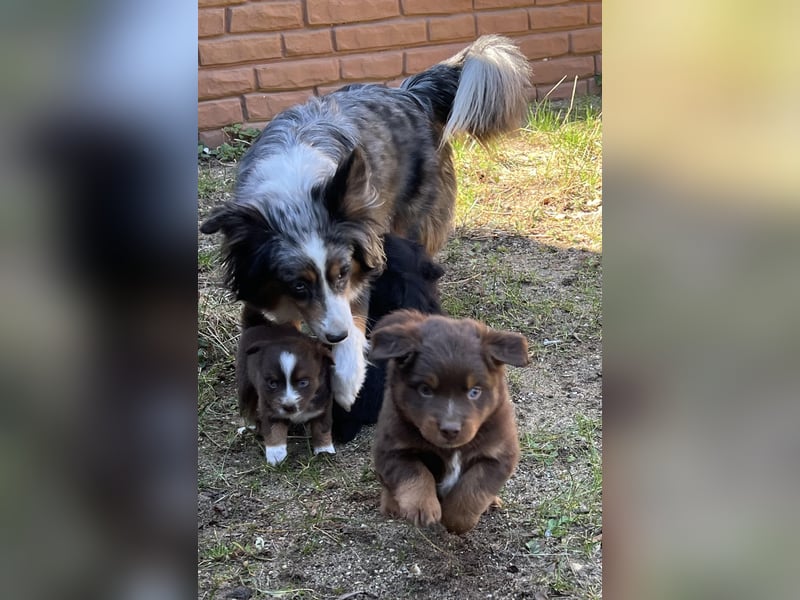 Miniature Australian Shepherd Welpen (Mini Aussie)