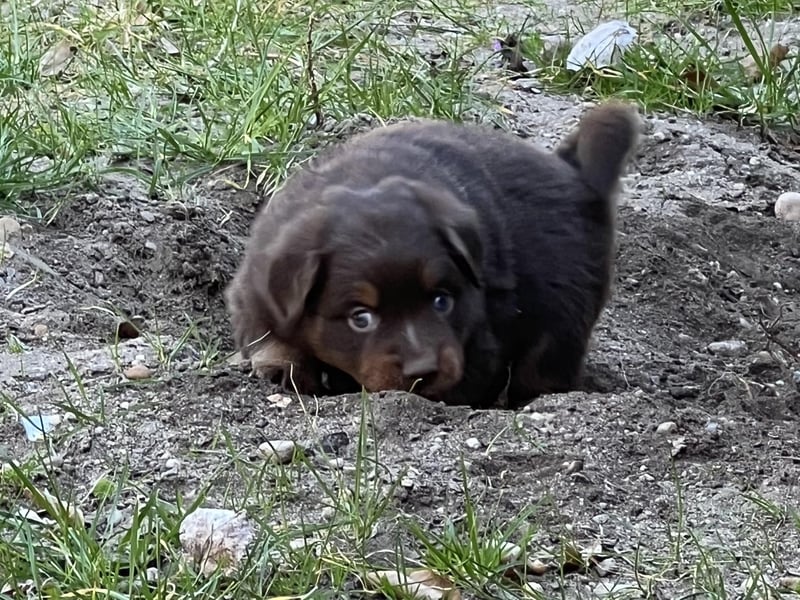 Miniature Australian Shepherd Welpen (Mini Aussie)