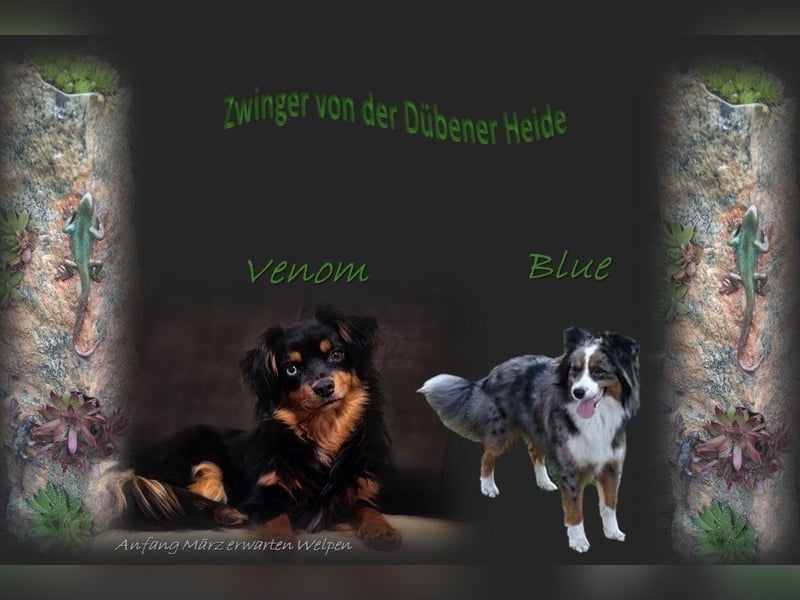 Miniature Australian Shepherd Welpen (Mini Aussie)