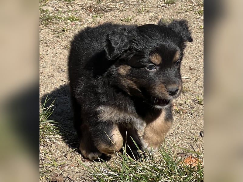 Miniature Australian Shepherd Welpen (Mini Aussie)
