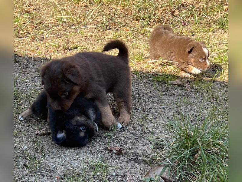 Miniature Australian Shepherd Welpen (Mini Aussie)
