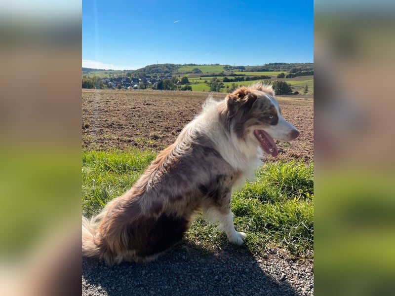  Australian Shepherd Deckrüde – gesund, liebevoll & zuverlässig (ohne Papiere) 