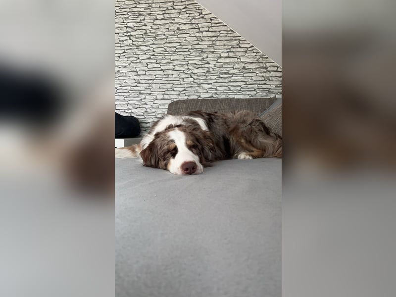  Australian Shepherd Deckrüde – gesund, liebevoll & zuverlässig (ohne Papiere) 