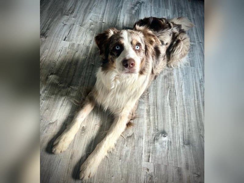  Australian Shepherd Deckrüde – gesund, liebevoll & zuverlässig (ohne Papiere) 