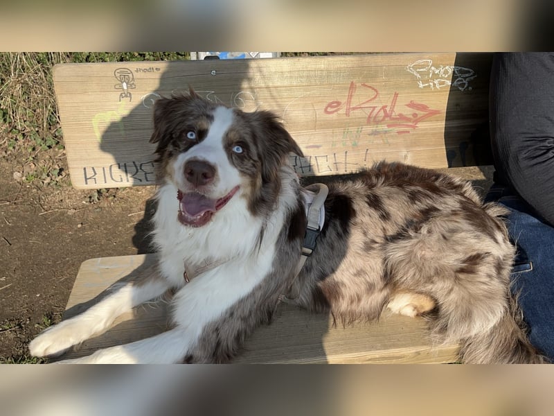  Australian Shepherd Deckrüde – gesund, liebevoll & zuverlässig (ohne Papiere) 