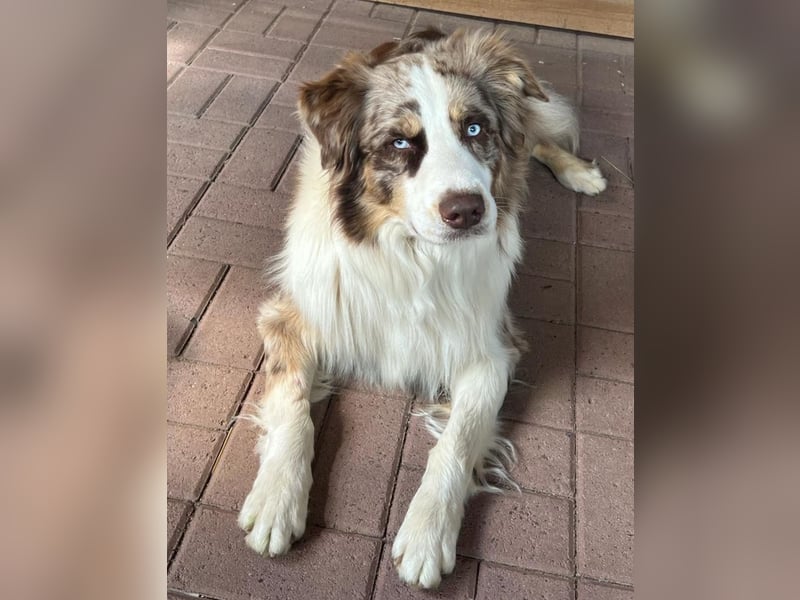  Australian Shepherd Deckrüde – gesund, liebevoll & zuverlässig (ohne Papiere) 