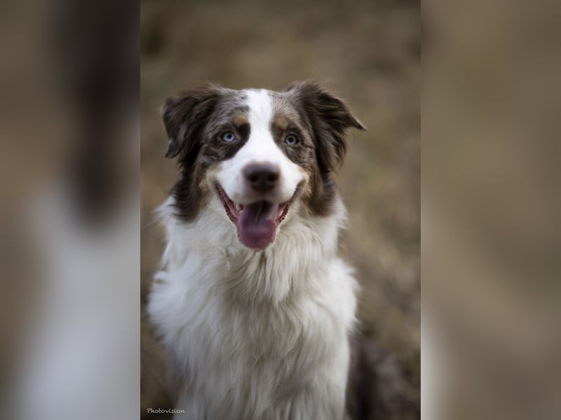  Australian Shepherd Deckrüde – gesund, liebevoll & zuverlässig (ohne Papiere) 