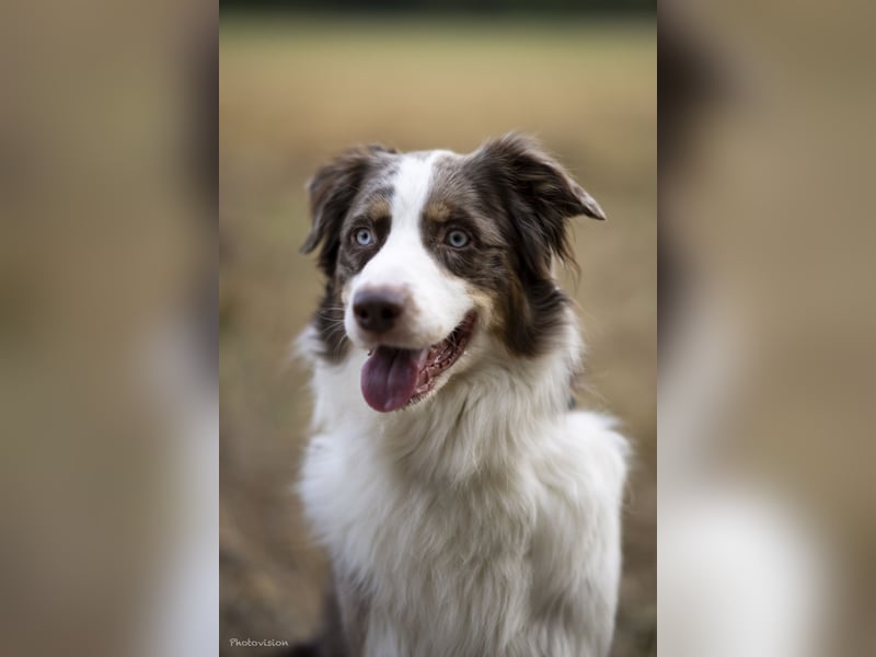  Australian Shepherd Deckrüde – gesund, liebevoll & zuverlässig (ohne Papiere) 