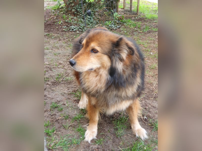 Ausgeglichener Australian Shepherd Rüde